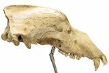 Fossil Upper Cave Bear (Ursus Spelaeus) Skull With Stand #227516-6
